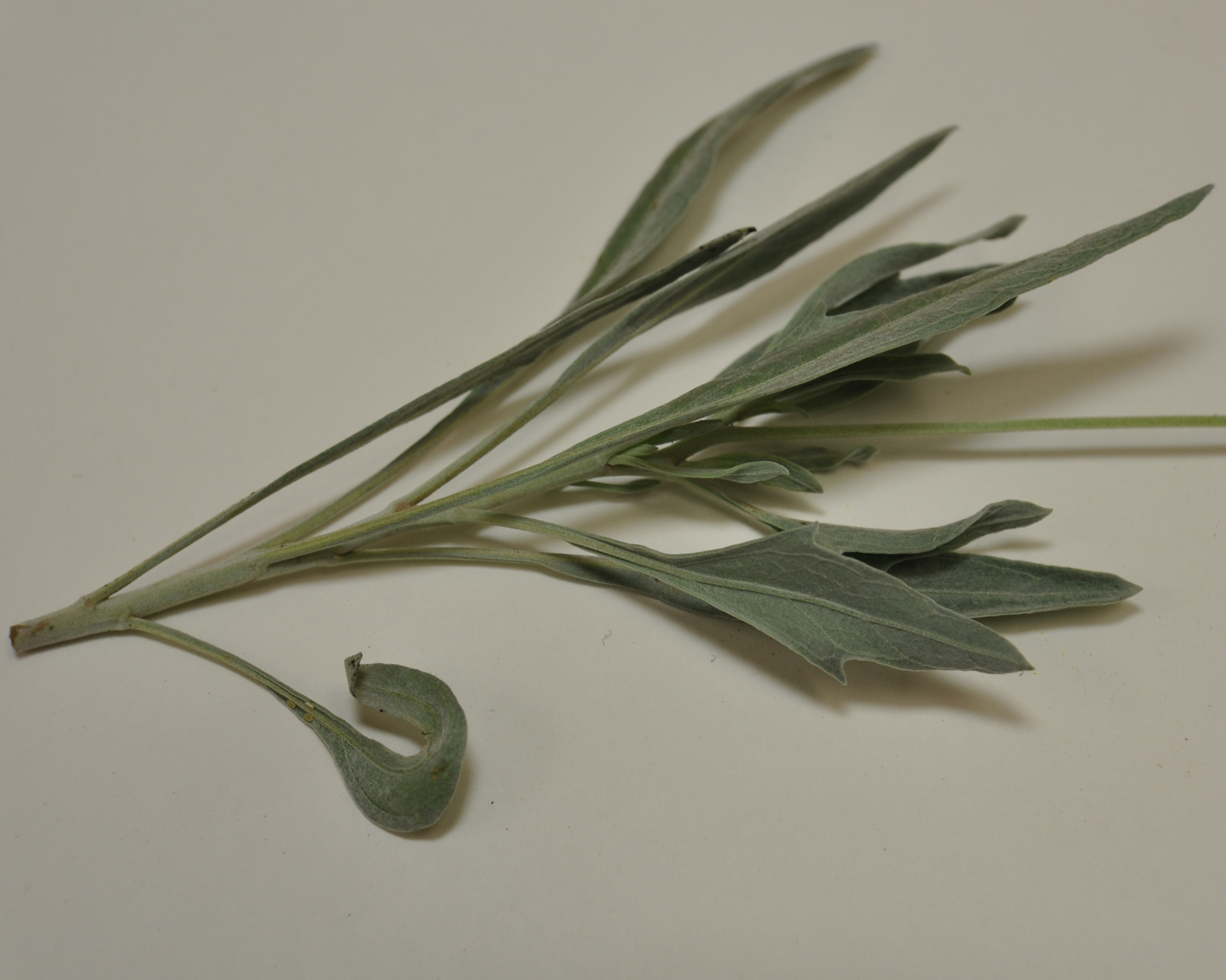 Click for 4 image(s) for this accession. LEAF