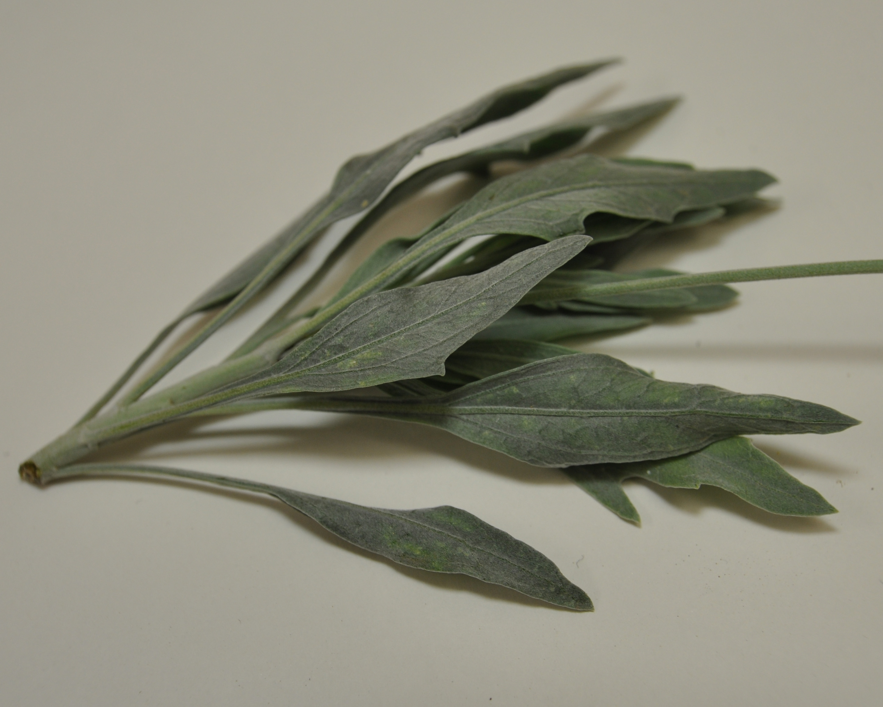 Click for 5 image(s) for this accession. LEAF