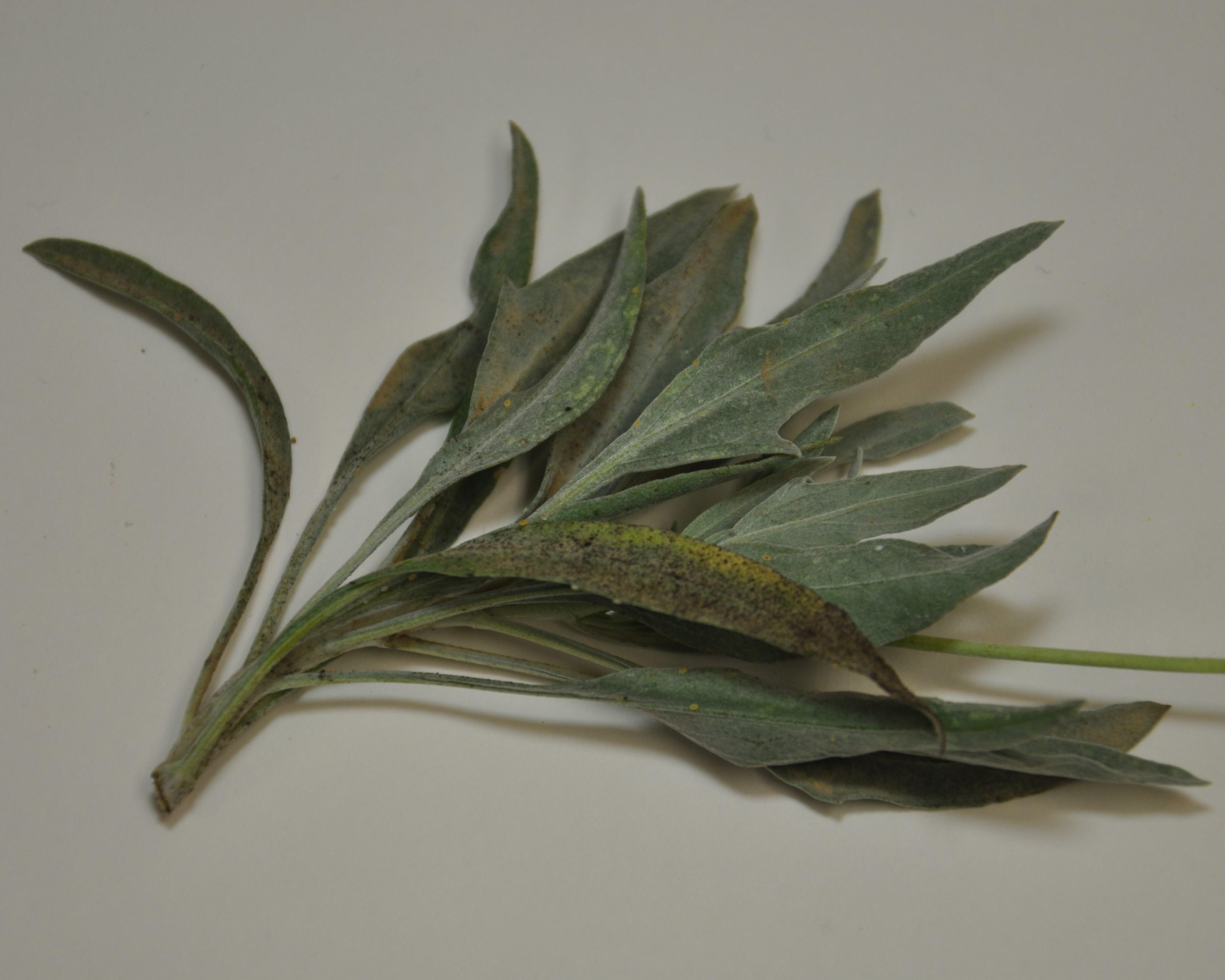 Click for 4 image(s) for this accession. LEAF