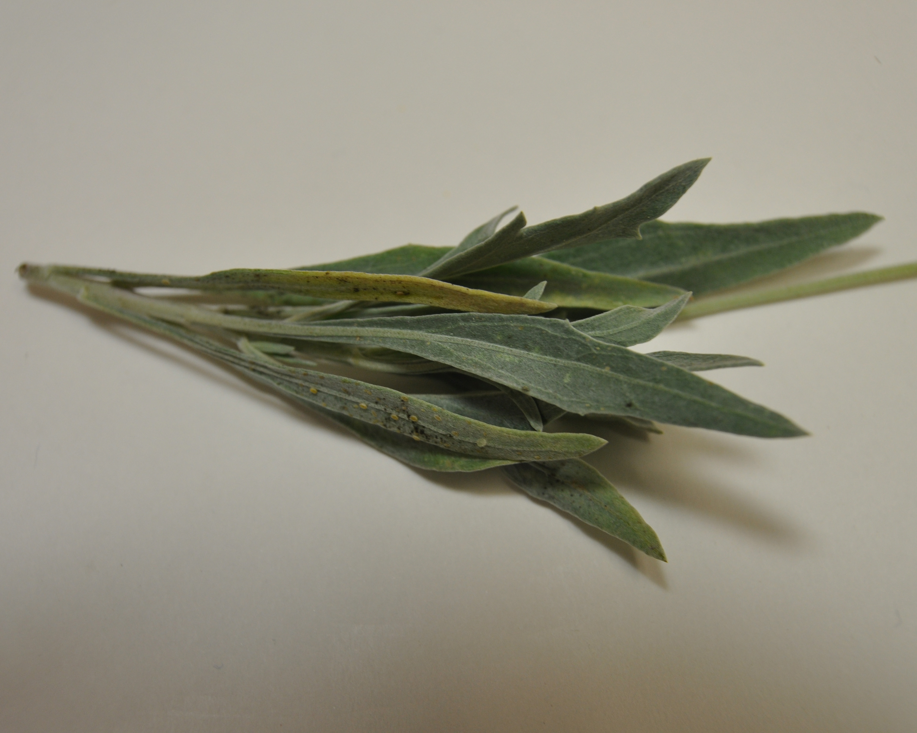 Click for 5 image(s) for this accession. LEAF
