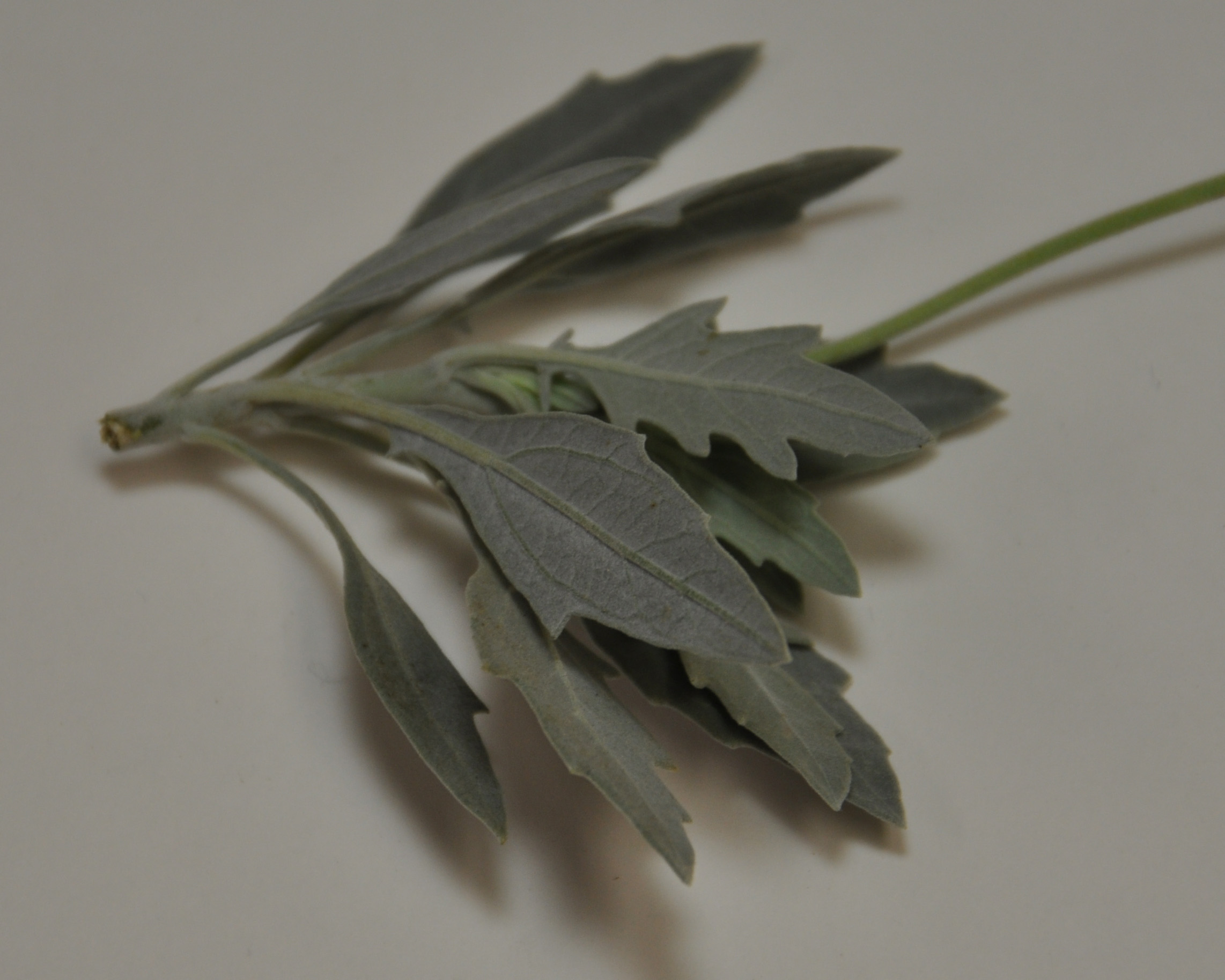 Click for 2 image(s) for this accession. LEAF