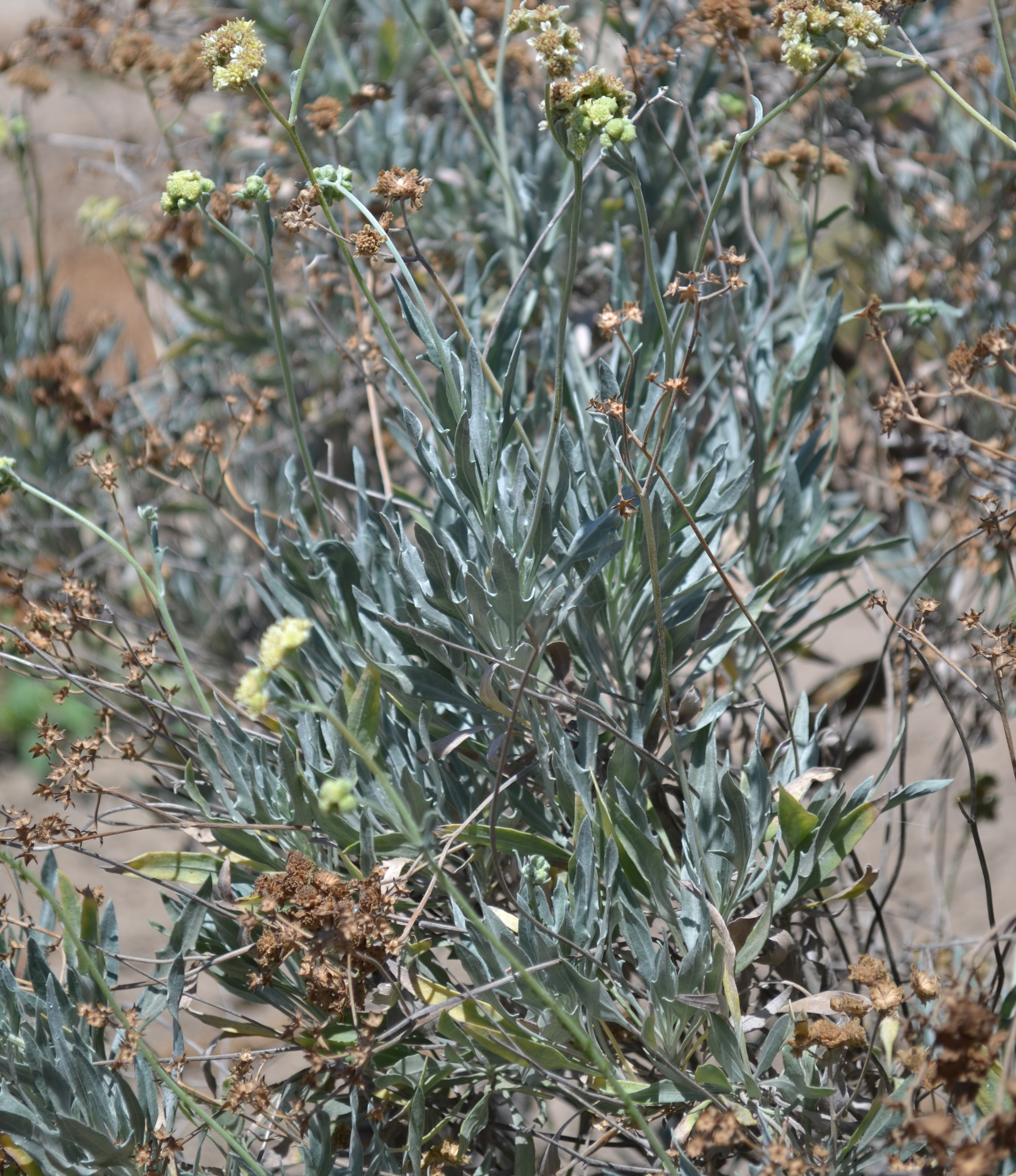 Click for 5 image(s) for this accession. LEAF