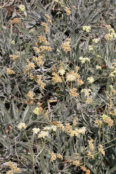 Click for 2 image(s) for this accession. PLANT