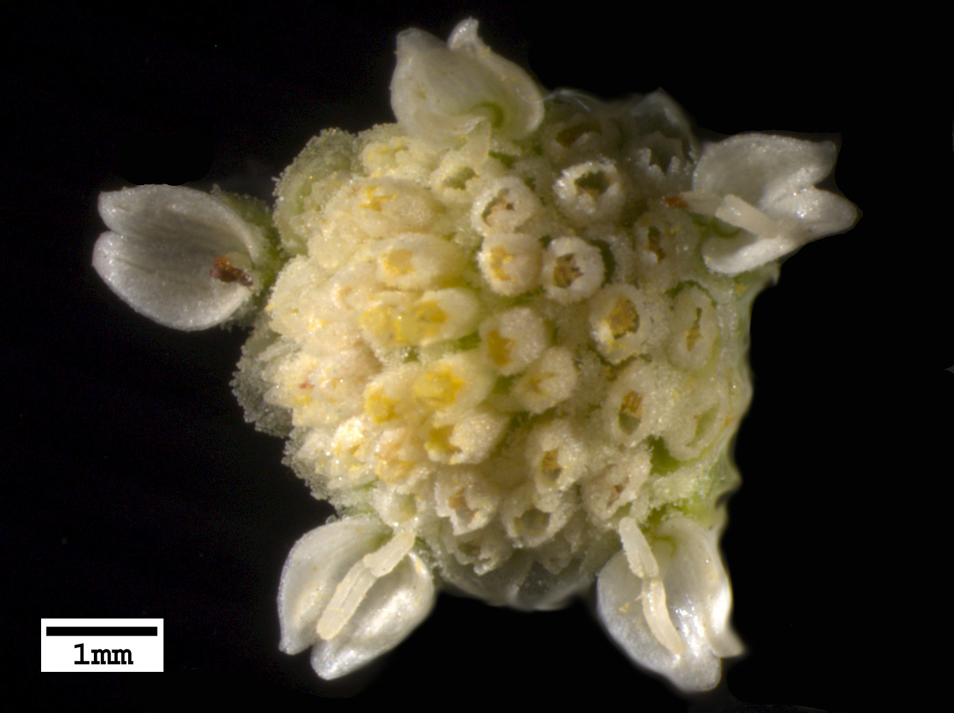 Click for 3 image(s) for this accession. FLOWER