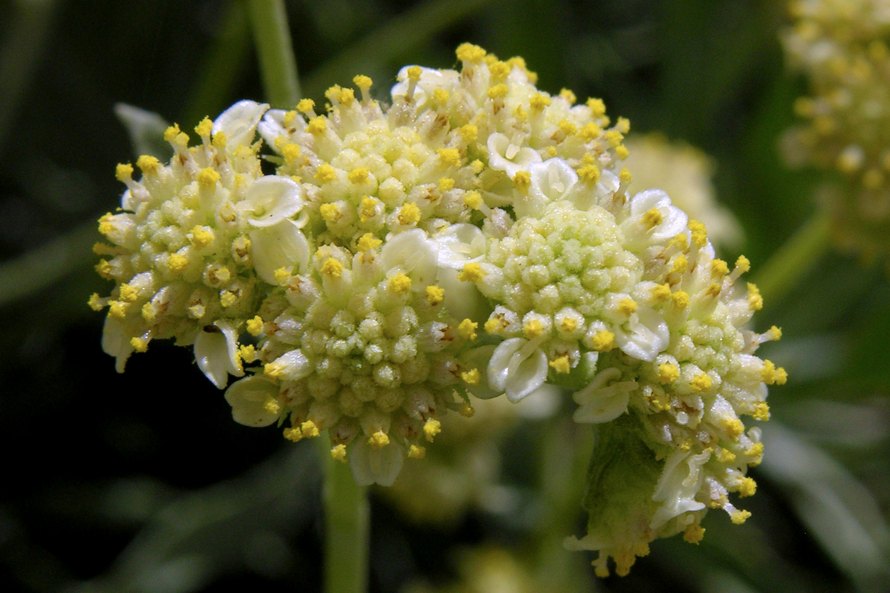 Click for 3 image(s) for this accession. FLOWER