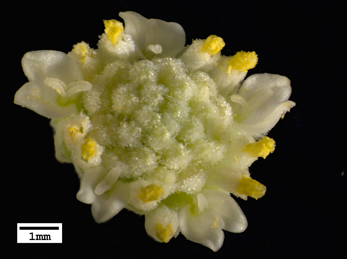 Click for 4 image(s) for this accession. FLOWER