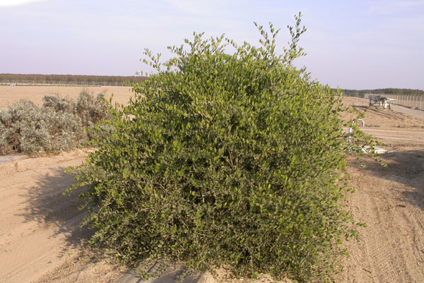 Click for 1 image(s) for this accession. PLANT
