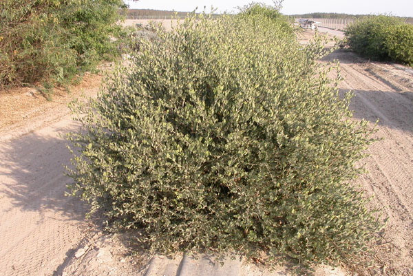 Click for 2 image(s) for this accession. PLANT
