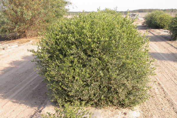 Click for 1 image(s) for this accession. PLANT