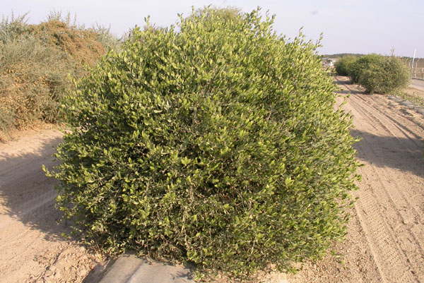 Click for 2 image(s) for this accession. PLANT