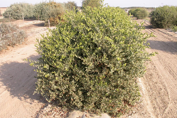 Click for 2 image(s) for this accession. PLANT