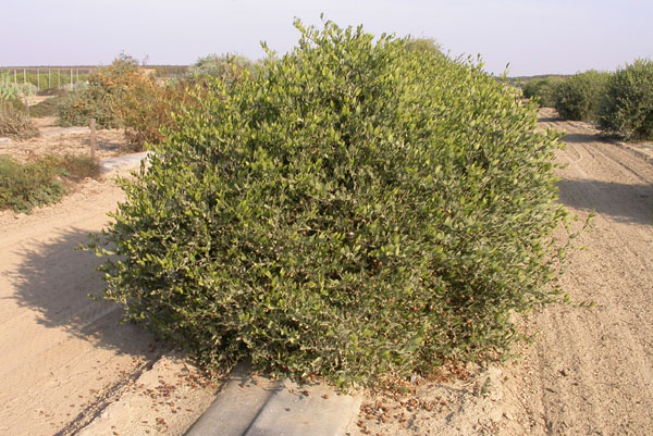 Click for 1 image(s) for this accession. PLANT