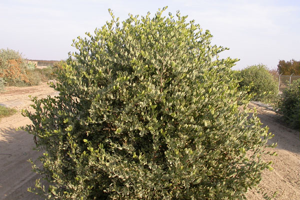 Click for 2 image(s) for this accession. PLANT