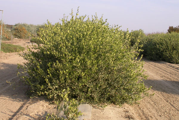 Click for 1 image(s) for this accession. PLANT