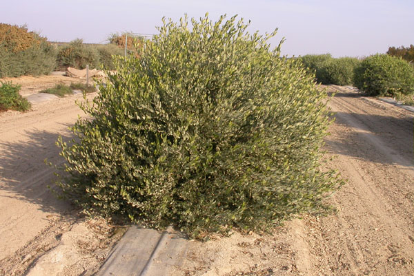 Click for 2 image(s) for this accession. PLANT