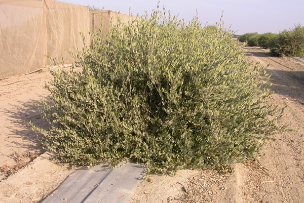 Click for 1 image(s) for this accession. PLANT
