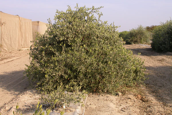 Click for 2 image(s) for this accession. PLANT