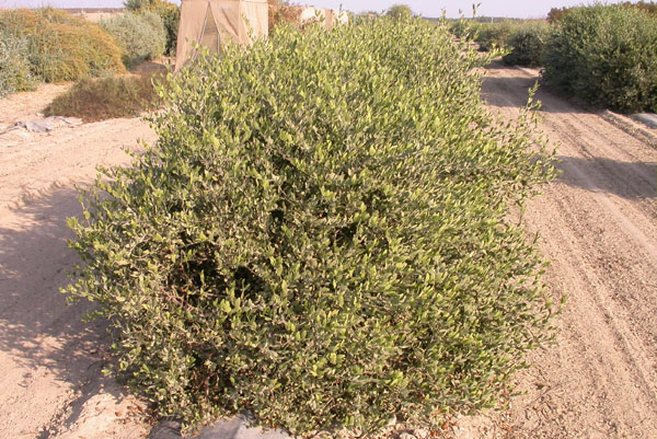 Click for 1 image(s) for this accession. PLANT