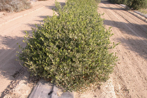 Click for 2 image(s) for this accession. PLANT