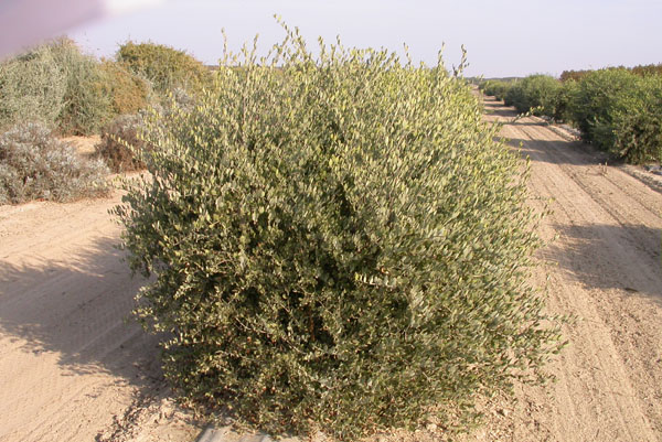 Click for 2 image(s) for this accession. PLANT