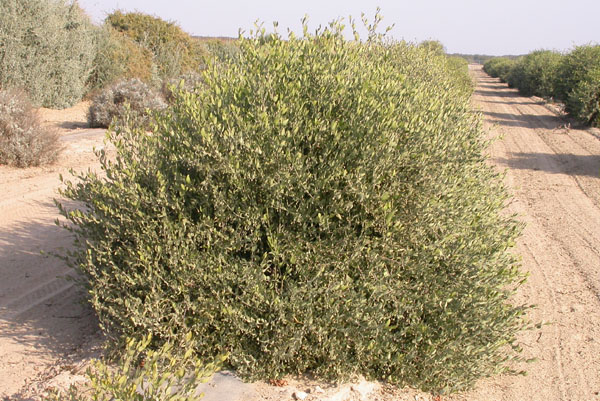 Click for 1 image(s) for this accession. PLANT