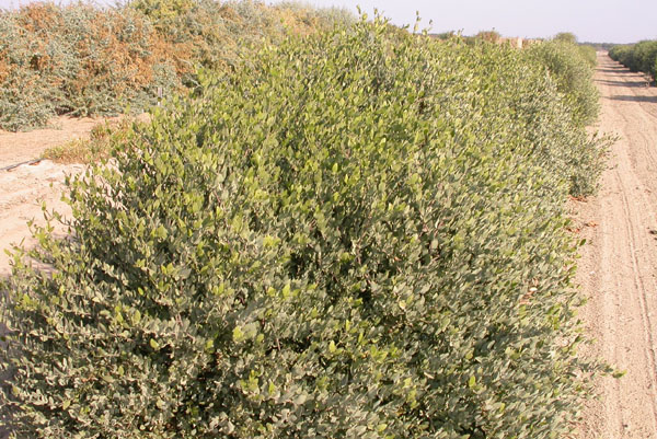 Click for 1 image(s) for this accession. PLANT