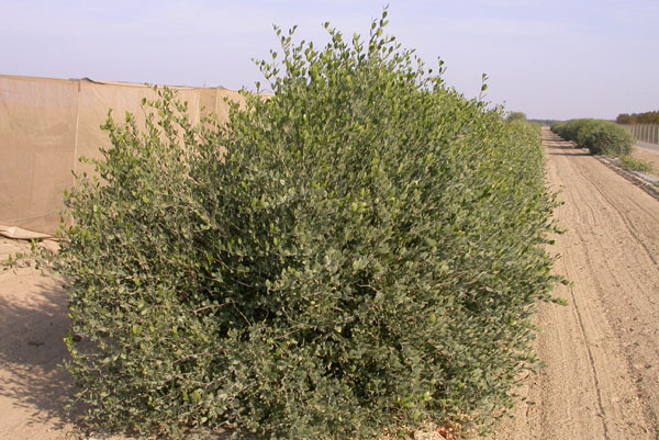 Click for 1 image(s) for this accession. PLANT