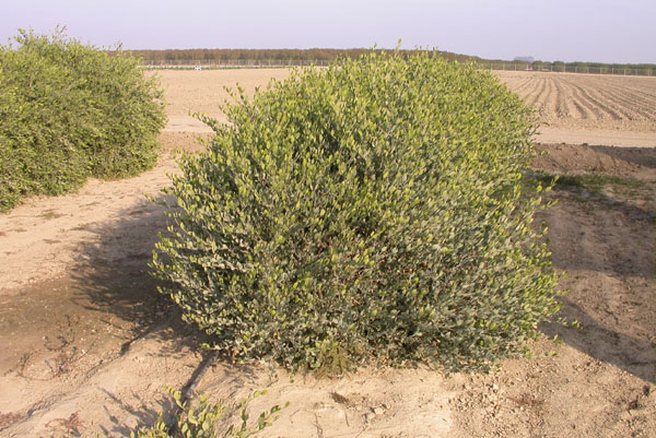 Click for 2 image(s) for this accession. PLANT