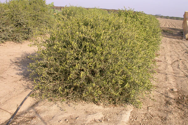 Click for 2 image(s) for this accession. PLANT