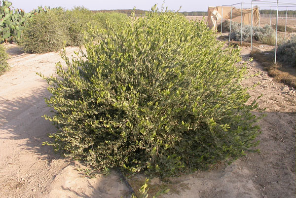 Click for 1 image(s) for this accession. PLANT
