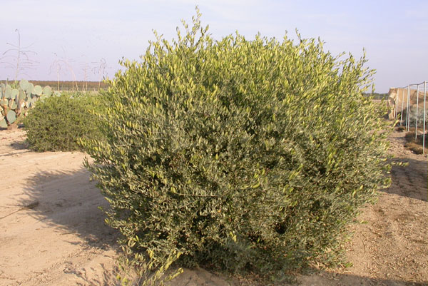 Click for 1 image(s) for this accession. PLANT
