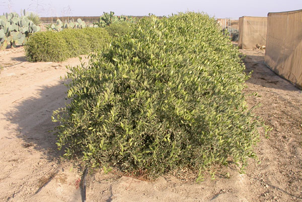 Click for 1 image(s) for this accession. PLANT