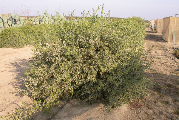 Click for 1 image(s) for this accession. PLANT