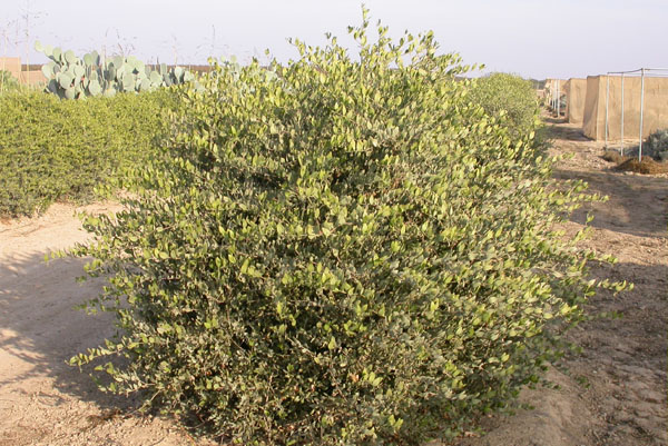 Click for 1 image(s) for this accession. PLANT