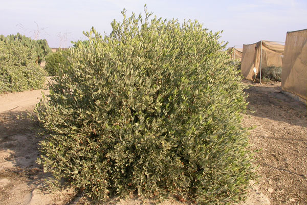 Click for 2 image(s) for this accession. PLANT