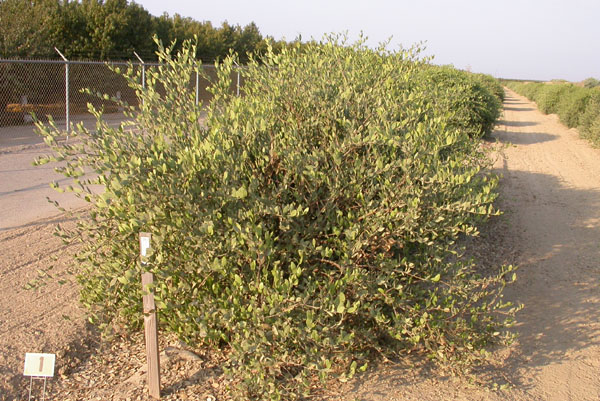 Click for 2 image(s) for this accession. PLANT