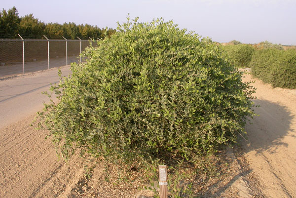 Click for 1 image(s) for this accession. PLANT