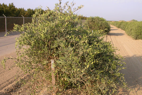 Click for 1 image(s) for this accession. PLANT