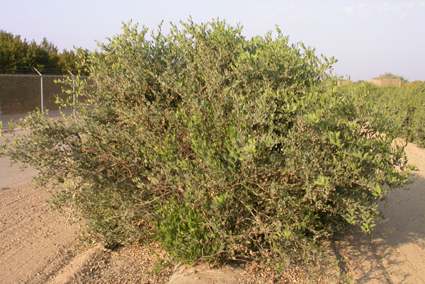 Click for 1 image(s) for this accession. PLANT