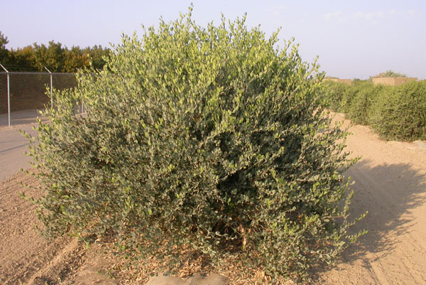 Click for 2 image(s) for this accession. PLANT