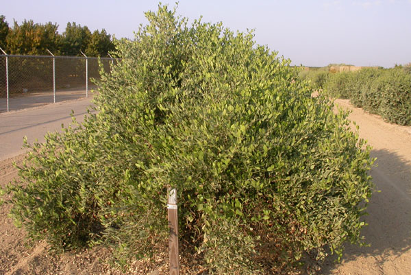 Click for 2 image(s) for this accession. PLANT