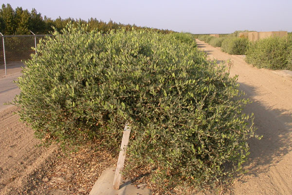 Click for 2 image(s) for this accession. PLANT