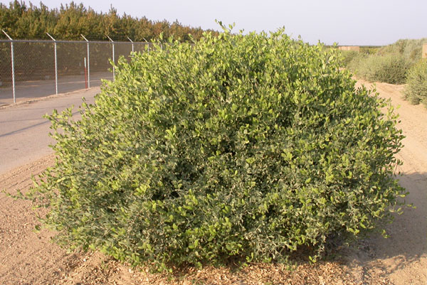 Click for 1 image(s) for this accession. PLANT