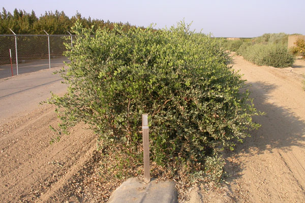 Click for 2 image(s) for this accession. PLANT