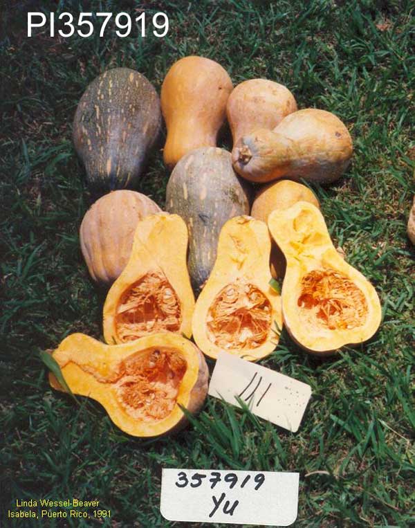 Click for 1 image(s) for this accession. FRUIT