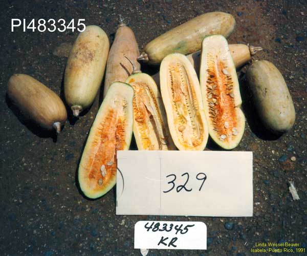 Click for 1 image(s) for this accession. FRUIT