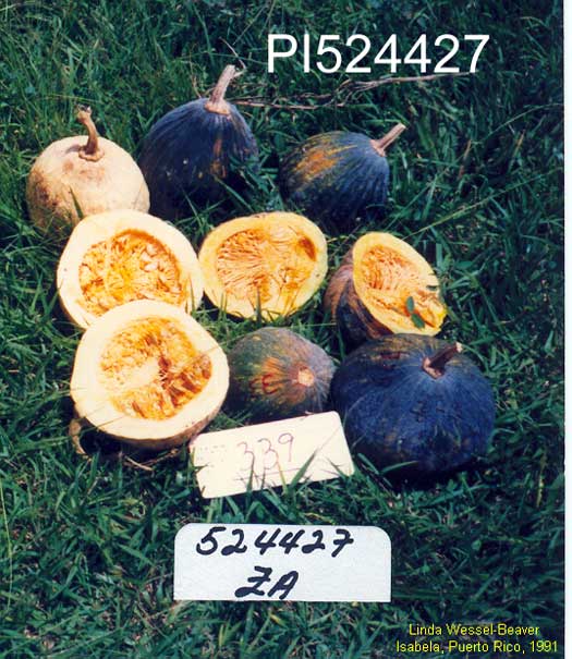 Click for 1 image(s) for this accession. FRUIT
