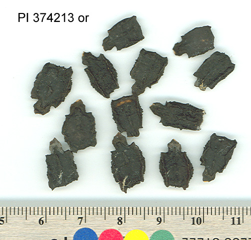 SEED