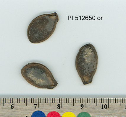 SEED