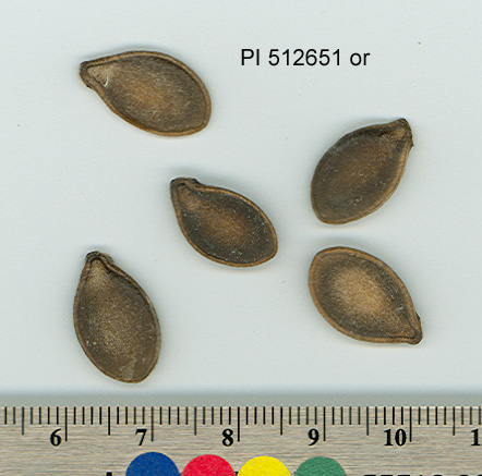 SEED